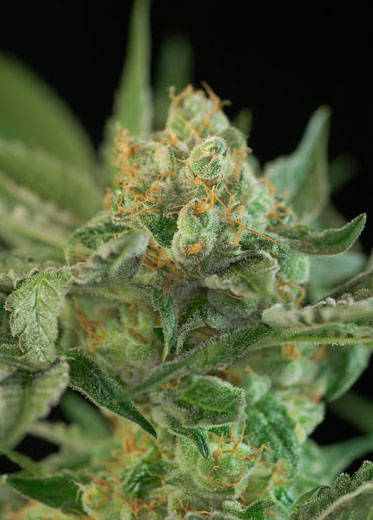 Dr. Who TGA Subcool Seeds